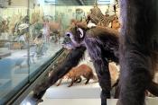 naturhistorisches museum der universitat zurich 8-2024 0969